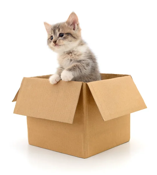 纸盒中的小猫 白色背景隔离 — 图库照片