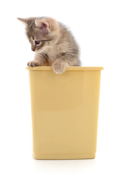 Kätzchen Einem Plastikbehälter Isoliert Auf Weißem Hintergrund — Stockfoto
