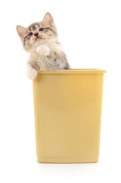 Beyaz Arka Planda Izole Edilmiş Plastik Bir Kaptaki Kedi Yavrusu — Stok fotoğraf