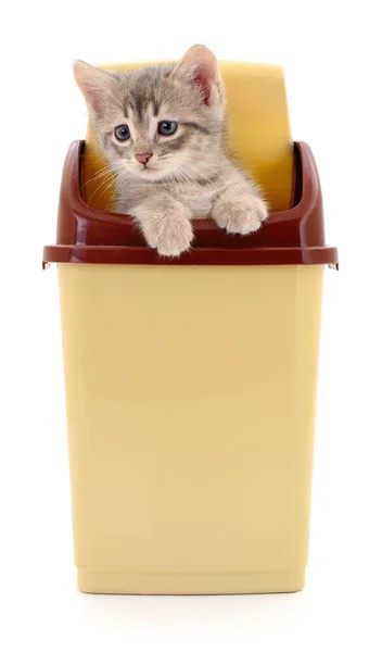 Kätzchen Einem Plastikbehälter Isoliert Auf Weißem Hintergrund — Stockfoto