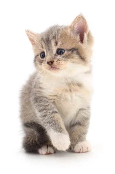 白い背景に隔離された小さな灰色の子猫 — ストック写真