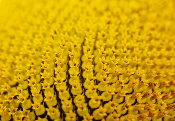 Zonnebloem Natuurlijke Achtergrond Zonnebloemen Bloeien Close Van Zonnebloem — Stockfoto