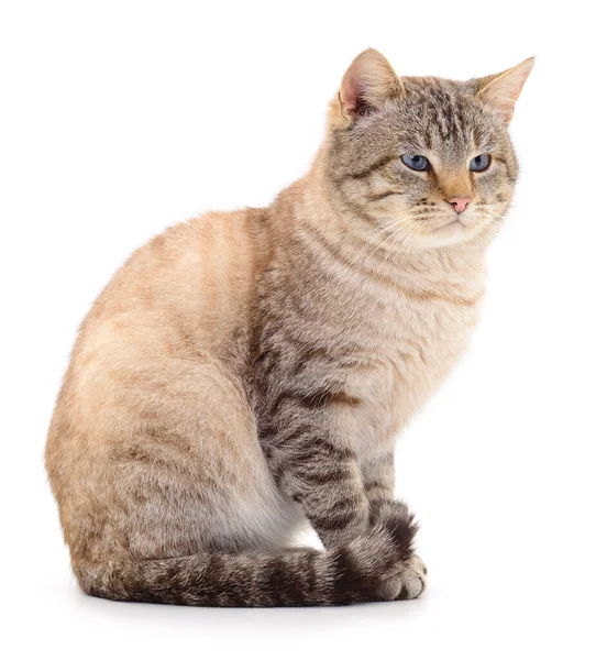 Kucing Abu Abu Gelap Diisolasi Latar Belakang Putih — Stok Foto