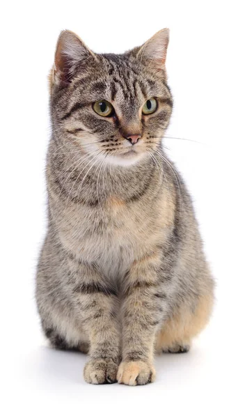 Kucing Coklat Kecil Terisolasi Pada Latar Belakang Putih — Stok Foto