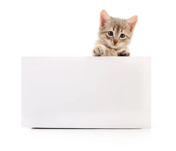 Kitten Met Blanco Geïsoleerd Witte Achtergrond — Stockfoto