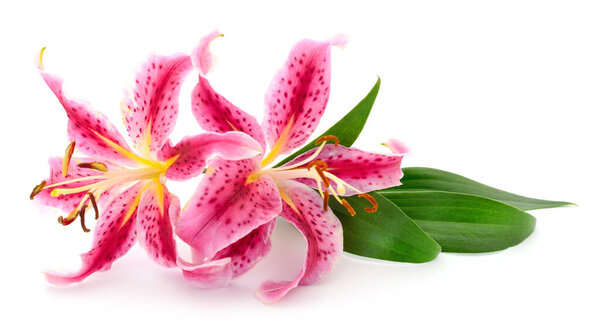 Two pink lilies isolated on a white background.