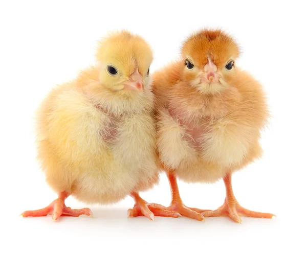 Dvě Žlutá Kuřata Izolované Bílém Pozadí — Stock fotografie