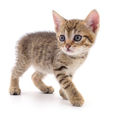Beyaz arka planda izole edilmiş küçük kahverengi kedi yavrusu.