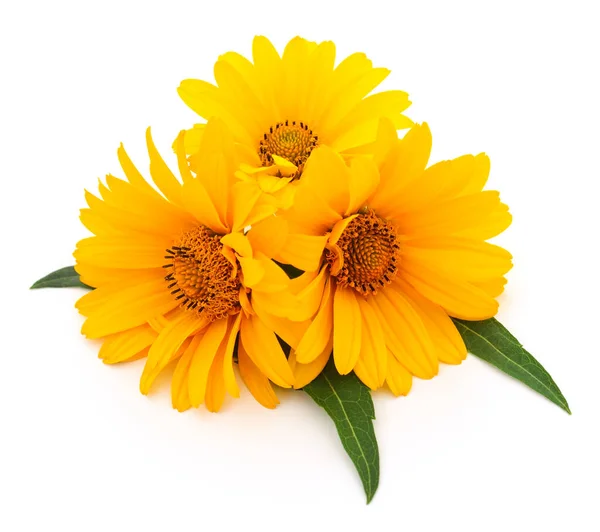 Tres Flores Amarillas Sobre Fondo Blanco —  Fotos de Stock