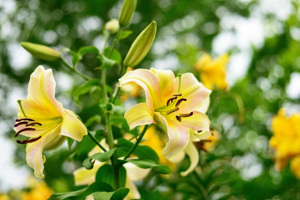 Λουλούδι Κίτρινο Κρίνο Μεγαλώνει Ένα Καλοκαιρινό Κήπο — Φωτογραφία Αρχείου