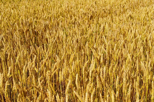 Wheat Field Ears Golden Wheat Close Stock Image