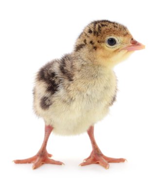 Beyaz arka planda izole edilmiş şirin yeni doğmuş tavuk hindisi..