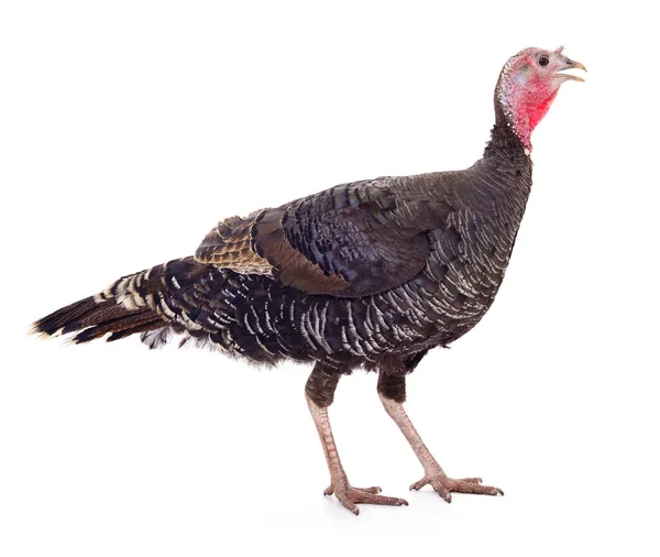 stock image Dark turkey isolated on a white background.