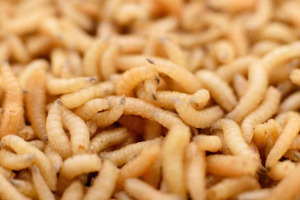 Macro Larvas Recipiente Pesca Isca Peixe — Fotografia de Stock