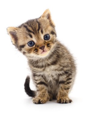 Beyaz arka planda izole edilmiş küçük kahverengi kedi yavrusu.