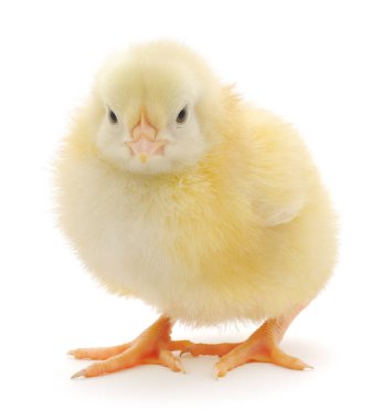 Beyaz arka planda küçük bir tavuk