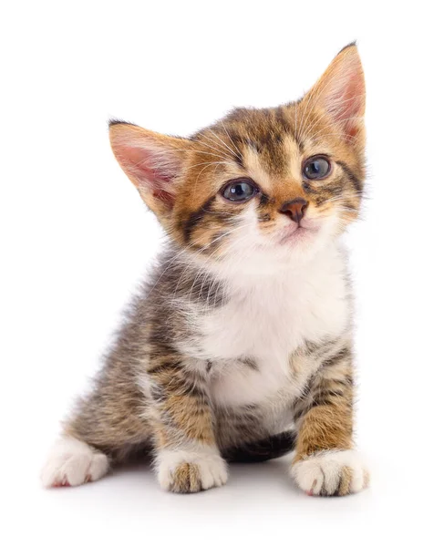 Small Brown Kitten Isolated White Background — Stock Photo, Image