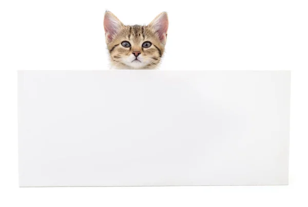 Gattino Con Vuoto Isolato Sfondo Bianco — Foto Stock