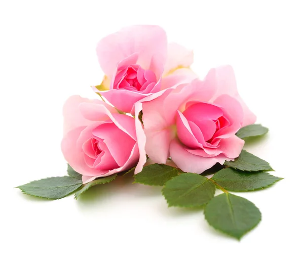 Trzy Piękne Różowe Róże Białym Tle — Zdjęcie stockowe