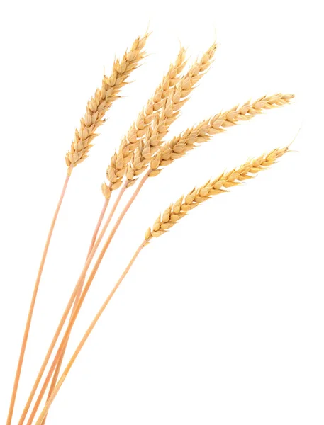 Ears Wheat Isolated White Background — Stock Photo, Image