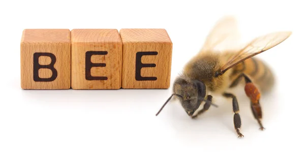 Κοντινό Πλάνο Μιας Μέλισσας Που Απομονώνεται Λευκό Φόντο — Φωτογραφία Αρχείου