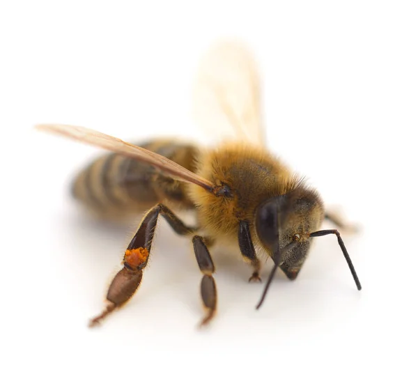 Nahaufnahme Einer Biene Isoliert Auf Weißem Hintergrund — Stockfoto