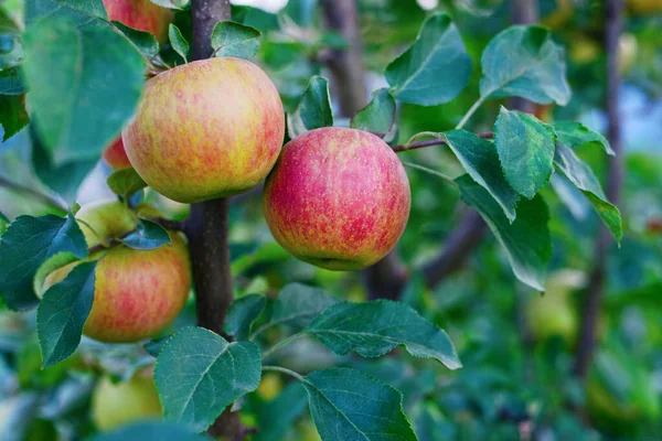 Meyve Ağacında Kırmızı Elma Çeşitleri — Stok fotoğraf