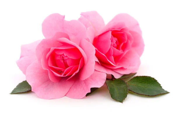 白色背景上的两朵美丽的粉红玫瑰 — 图库照片
