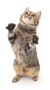 Beyaz arka planda izole edilmiş küçük kahverengi kedi yavrusu.