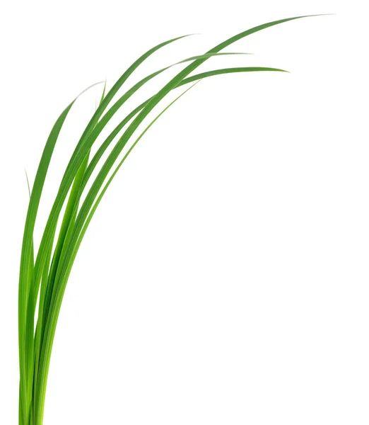 Довгі Лопаті Зеленої Трави Білому Тлі — стокове фото