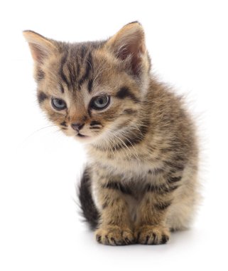 Beyaz arka planda izole edilmiş küçük kahverengi kedi yavrusu.