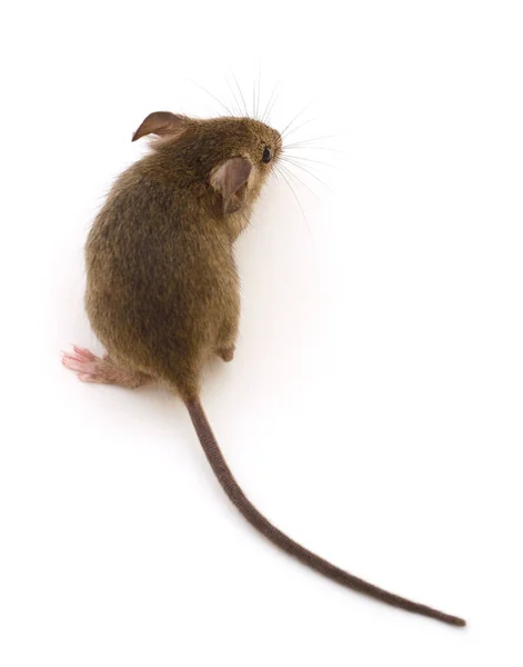 Šedé Dřevo Myši Izolované Bílém Pozadí — Stock fotografie