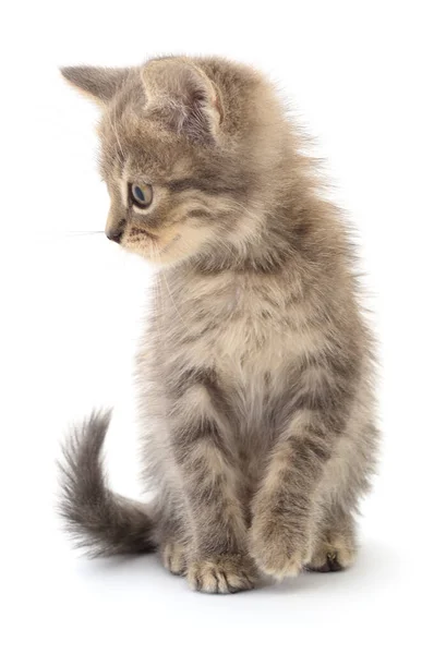 Malé Šedé Kotě Izolované Bílém Pozadí — Stock fotografie