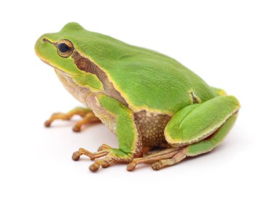 Beyaz arka plan üzerinde izole küçük ağaç kurbağası. 