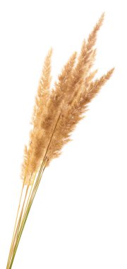 Kabarık koltuk çimeni kulağı beyaza izole edilmiş..