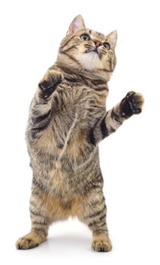 Beyaz arka planda izole edilmiş küçük kahverengi kedi yavrusu.