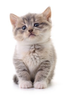 Beyaz arka planda izole edilmiş küçük gri kedi yavrusu.