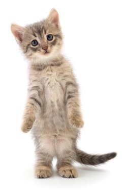 Beyaz arka planda izole edilmiş küçük gri kedi yavrusu.