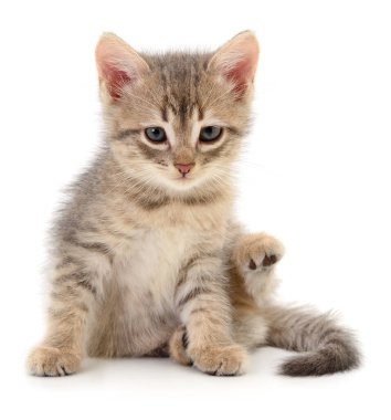 Beyaz arka planda izole edilmiş küçük gri kedi yavrusu.