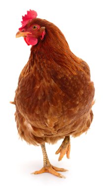 Genç kahverengi tavuk beyaz arka planda izole edildi.