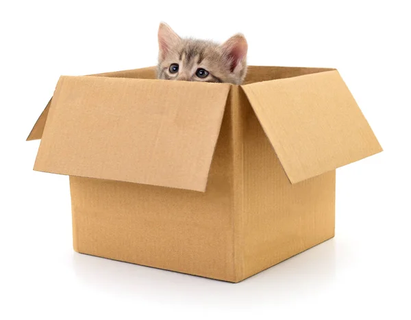 Kotě Lepenkové Krabici Izolované Bílém Pozadí Stock Obrázky