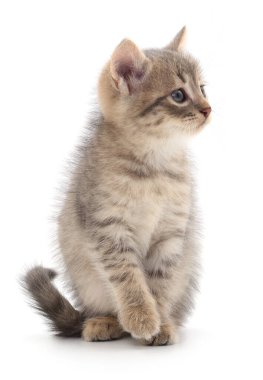 Beyaz arka planda izole edilmiş küçük gri kedi yavrusu.