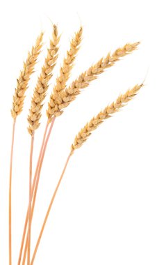 Beyaz arkaplanda yalıtılmış buğday kulakları.