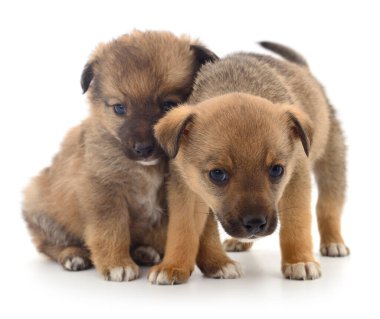 Beyaz arka planda izole edilmiş iki yavru köpek..