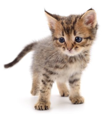 Beyaz arka planda izole edilmiş küçük kahverengi kedi yavrusu.