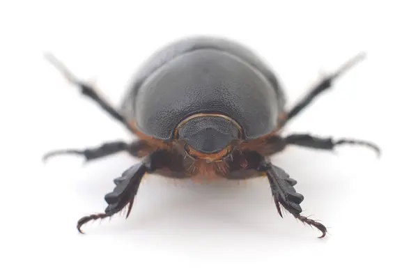 Schwarzer Käfer Isoliert Auf Weißem Hintergrund Makro — Stockfoto