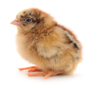 Beyaz arka planda küçük bir tavuk