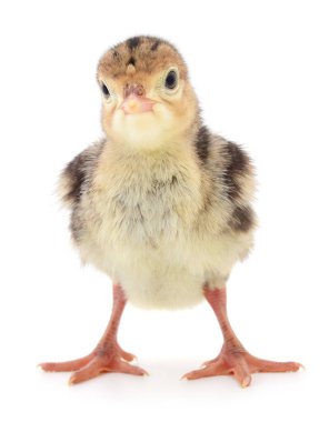 Beyaz arka planda izole edilmiş şirin yeni doğmuş tavuk hindisi..