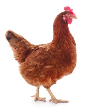 Genç kahverengi tavuk beyaz arka planda izole edildi.