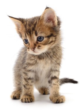Beyaz arka planda izole edilmiş küçük kahverengi kedi yavrusu.